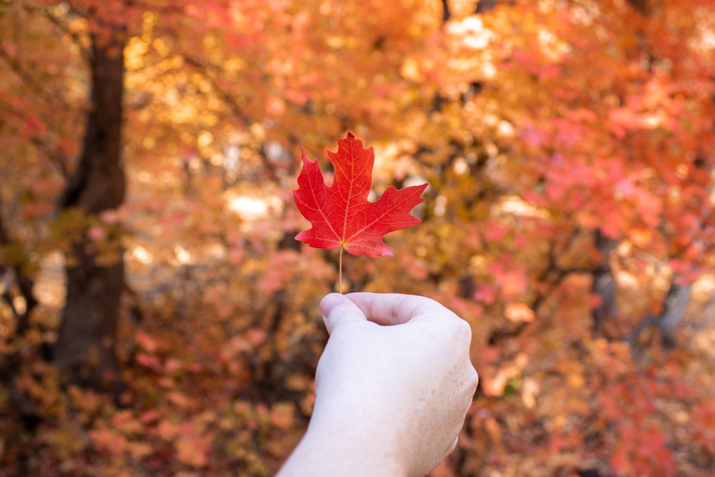 Hello autumn! アイキャッチ